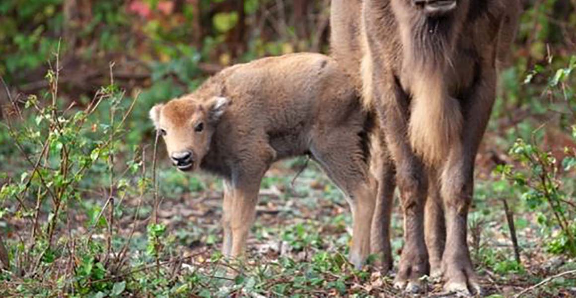 A small baby bison stands next to its mother in a clearing in the woodland. 