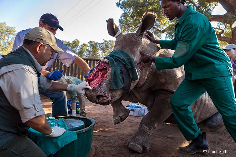 Saving Hope © Brent Stirton