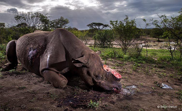 Memorial to a species © Brent Stirton
