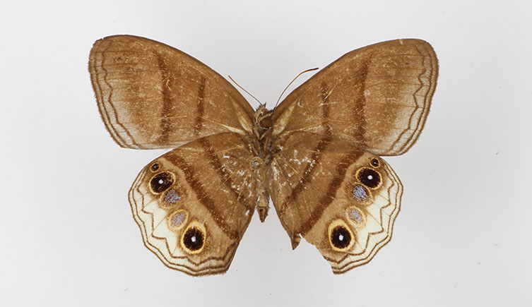 A pinned specimen of the butterfly Omacha pax. It is mostly light brown, with spots and white patches on two of its wings. 