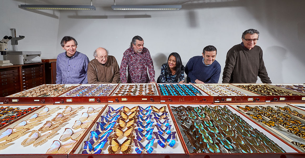 Our butterfly and moth curators standing beside numerous trays of colourful, pinned insect specimens. 