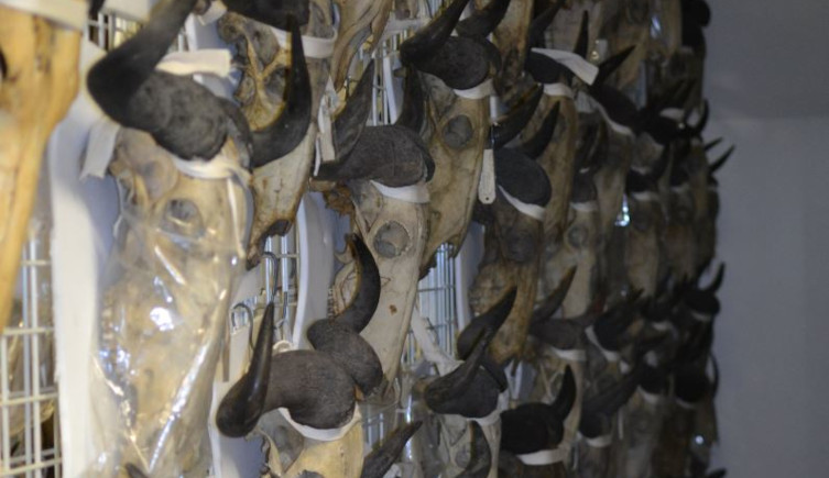 Blue wildebeest skulls mounted on grating