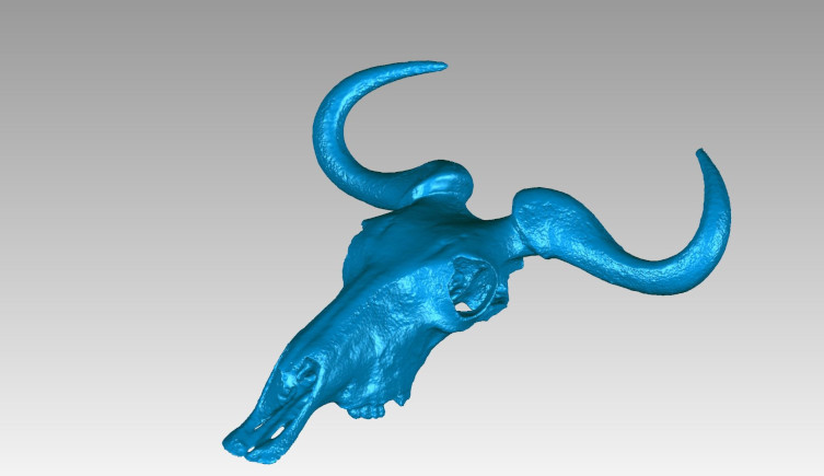 A digitised blue wildebeest skull in blue