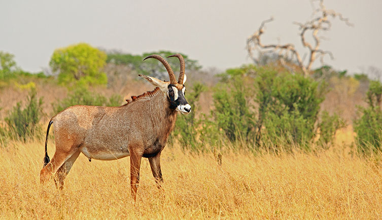  A picture of a roan antelope, showing its distinctive black "mask". 