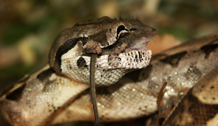 A Boa constrictor with a rat tail hanging out of its mouth