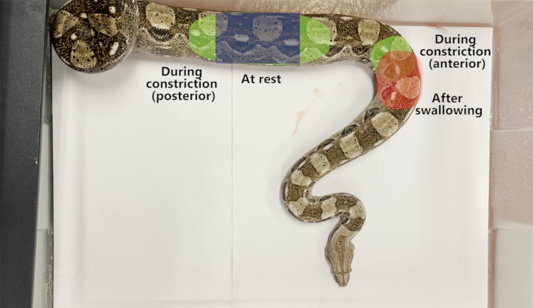 A photo annotated to show the different rib areas of Boa constrictor