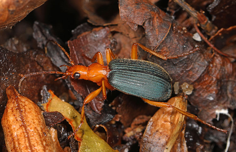 A red and black Brachinus species of bombardier beetle walking over leaf litter