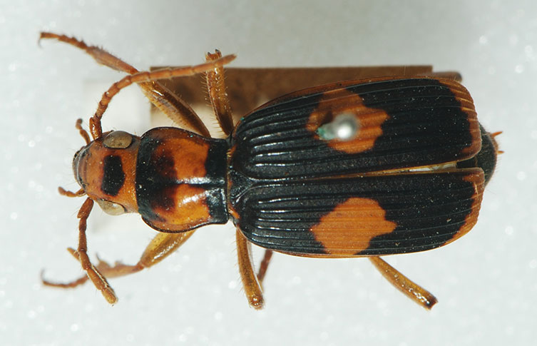 A pinned specimen of Pheropsophus verticalis