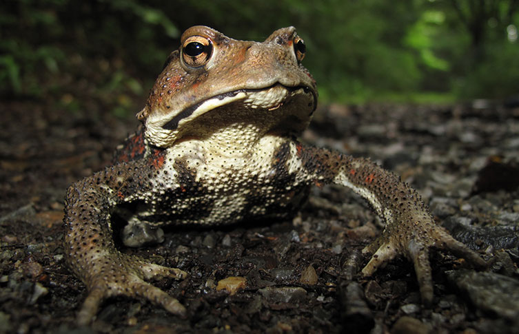 A Japanese common toad