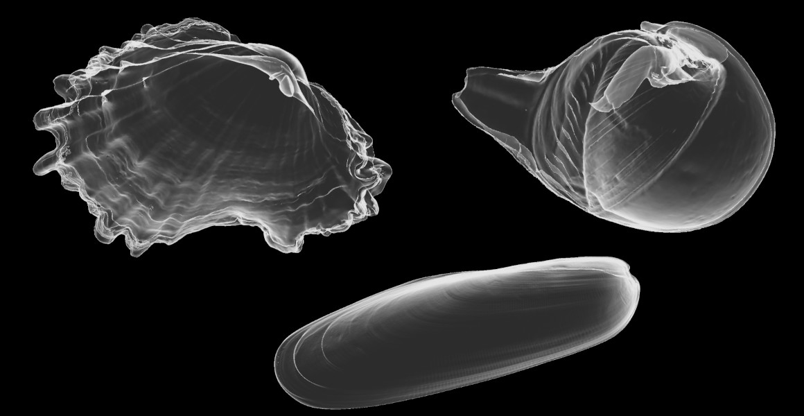 CT scans of rock boring bivalves