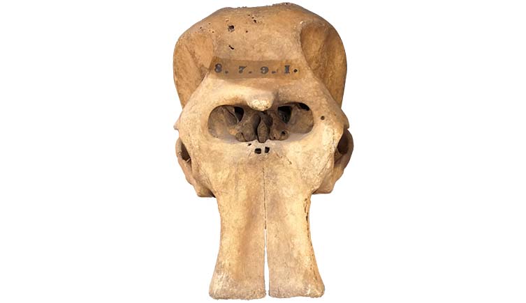 An elephant skull with the numbers '8 9 7 1' emblazoned on the forehead.