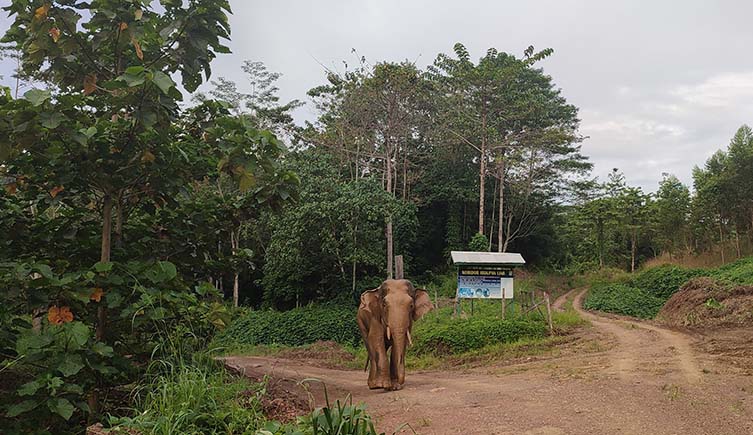 A tusked elephants walks into an intersection of two dirt tracks between trees, with a sign on the corner.