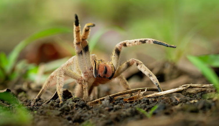 A Brazillian wandering spider raises its limbs as it walks across soil