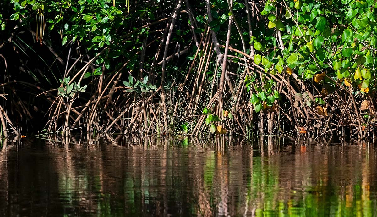 A photo showing the roots of mangrove trees emerging from the water.