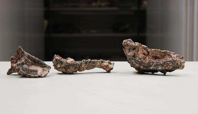 The skull of Parvosuchus aurelioi on a table, along with parts of its spine and hind legs.
