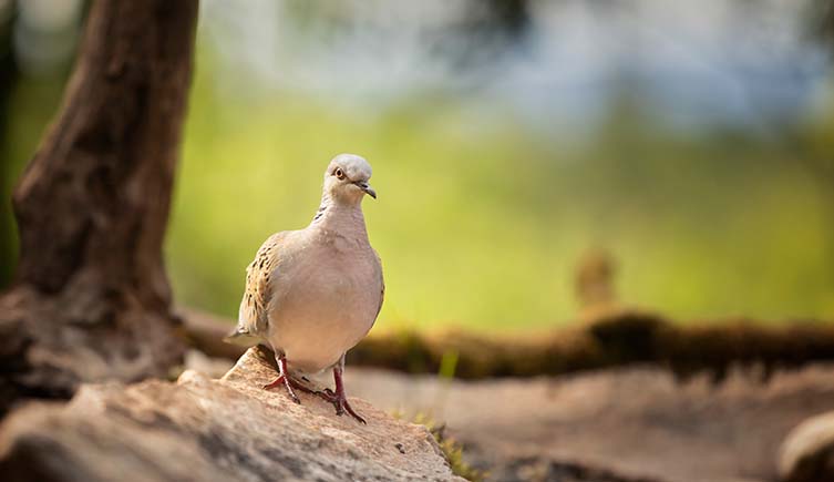 A turtle dove stands on the floor of a forest in front of a blurred background.