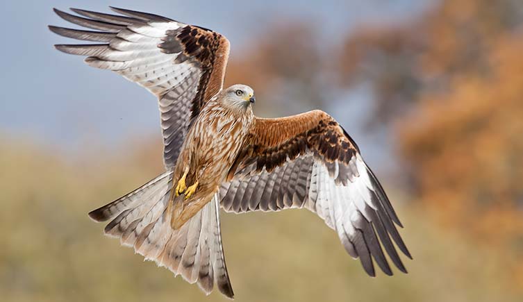 A red kite swoops in front of the camera, with its wings bent and feet tucked beneath it.