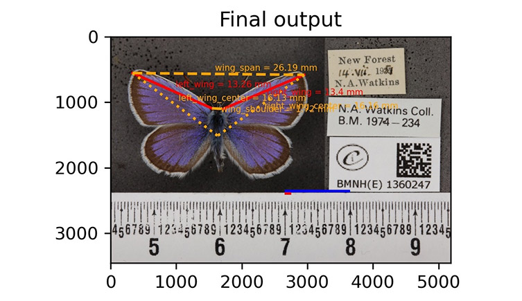 A butterfly specimen being analysed by the computer programme, digitially drawing lines to measure the wings. 