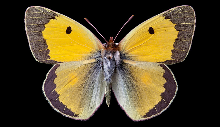 A butterfly with bright yellow wings and purple lining their edges.