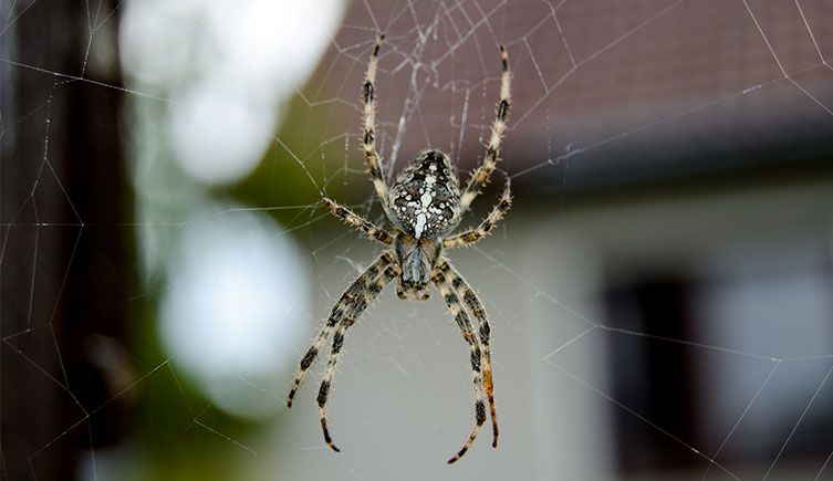 Close-up of spider on web