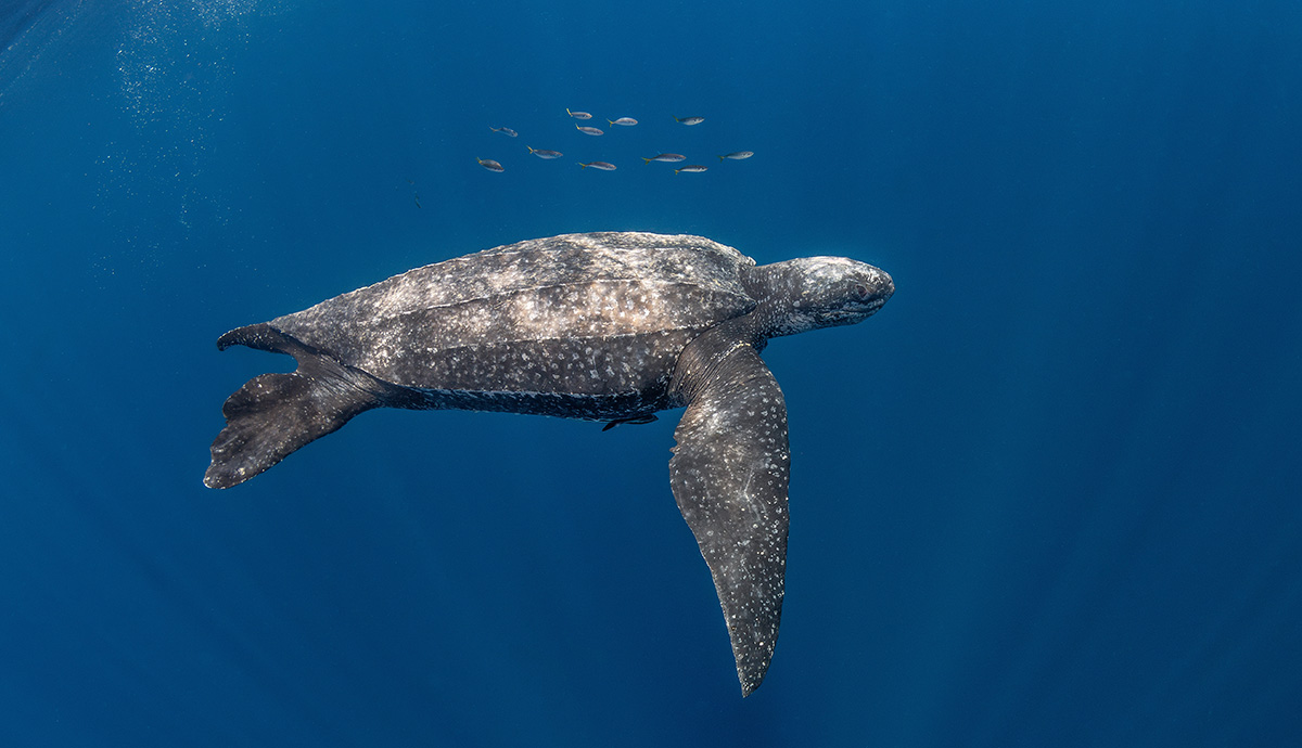 Close up of a leatherback turtle swimming