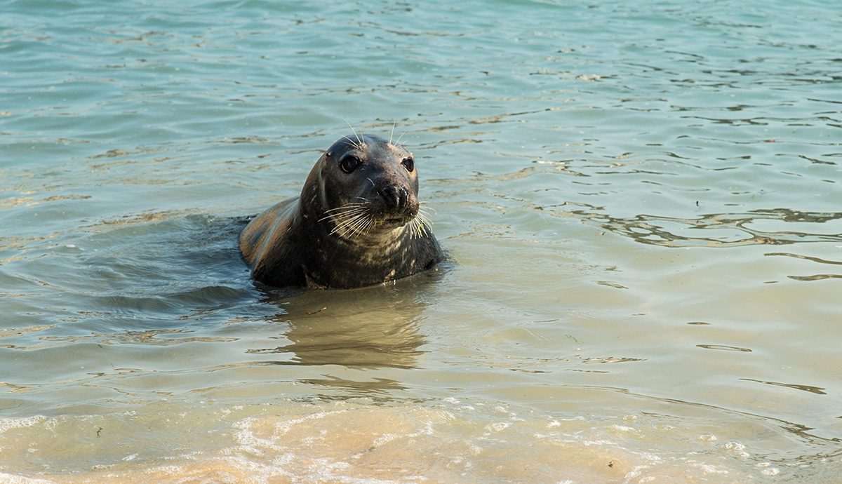 Close up of a seal with its head out of the water
