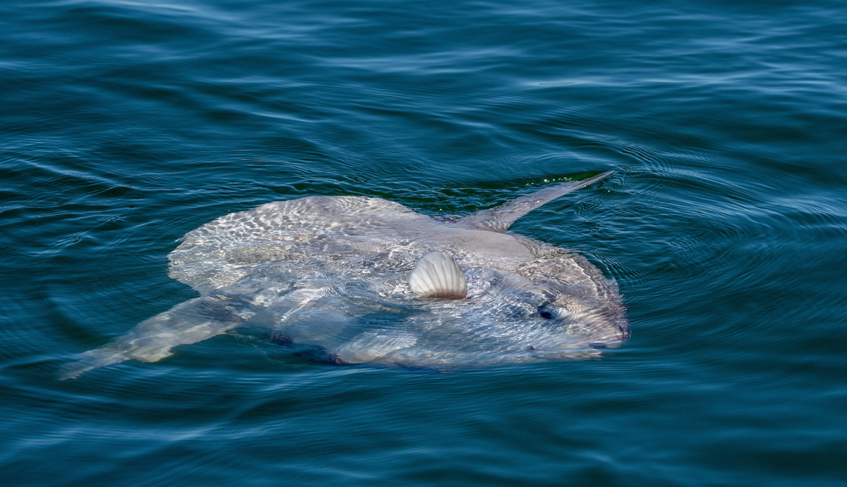 Ocean sunfish on the surface of the water