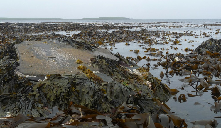 Brown seaweed on intertidal rocks on the coast, with the sea in the distance.