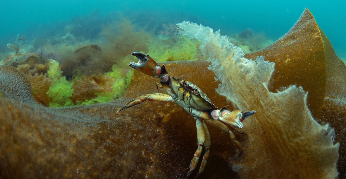 UK seaweeds face an uncertain future in a warming ocean