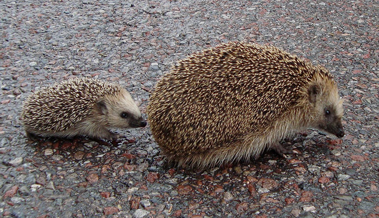 Baby hedgehog following its mum along a road