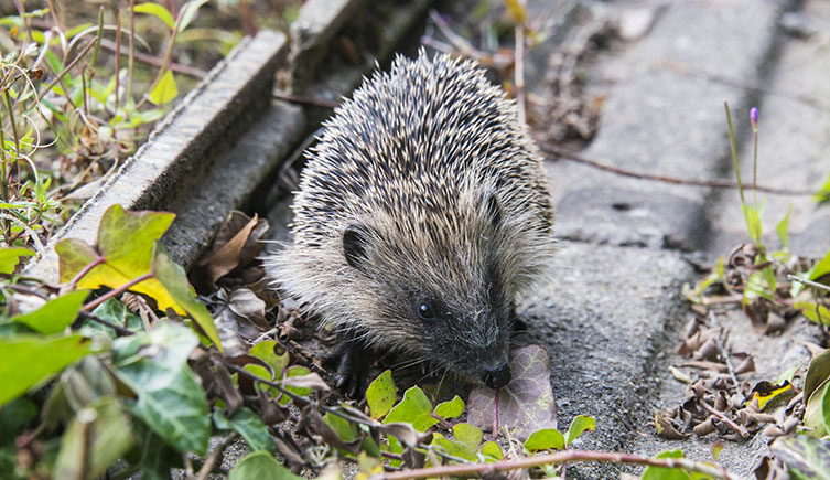 Hedgehog with a very dark brown face searching for food in a garden