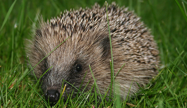 European hedgehog on grass