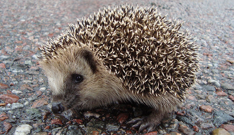 Hedgehog walking along a road