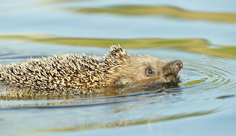 A hedgehog swimming, it's eyes and snout just above the water