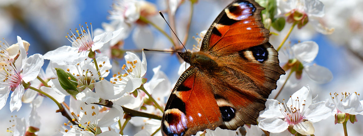 A peacock butterfly in a spring blossom