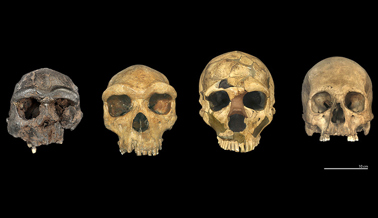 Four ancient human skulls (H. erectus, H. heidelbergensis, H. neanderthalensis, H. sapiens) on a black background.