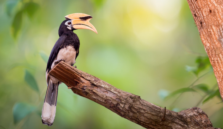 An oriental pied hornbill sits on a branch in a forest