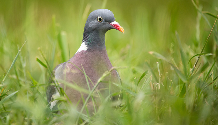 A wood pigeon walking through long grass. 