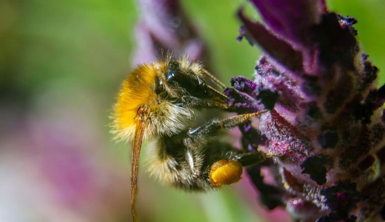 A bumblebee sits on a lavender flower and feeds from it