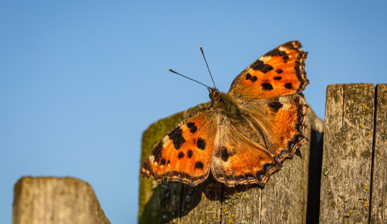 An organge and black large tortoishell butterfly sits on a wooden post