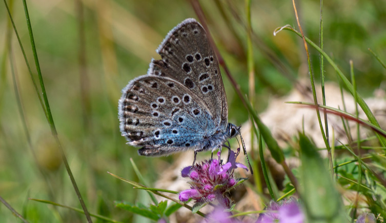 A large blue butterfly sits on a pink flower in grassland