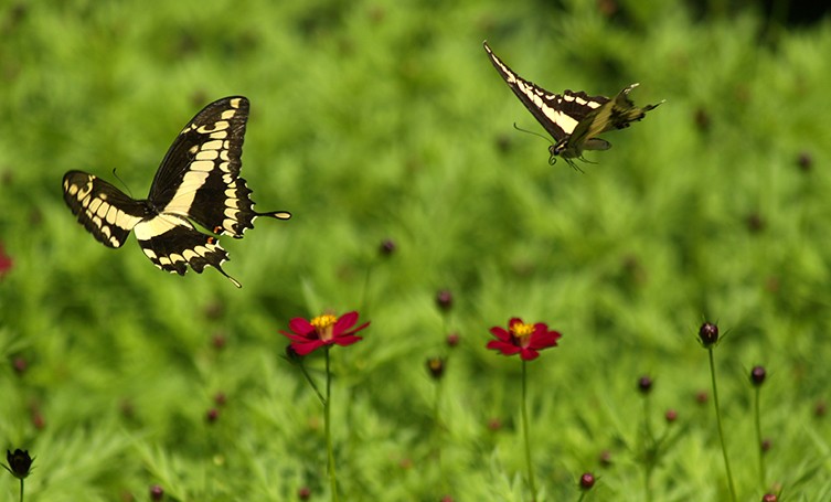 Dance of the Butterflies