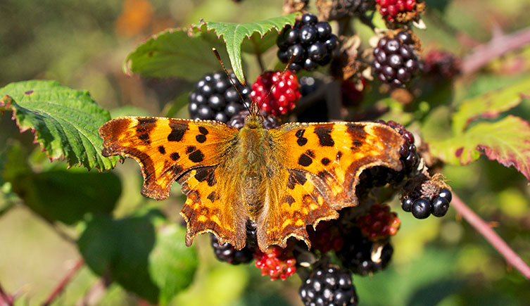 A comma butterfly on blackberries