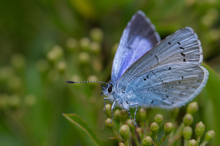 The underside of a holly blue butterfly's wings. They are light blue-grey, speckled with a brighter blue close to the body, with some black dots across the wing. 