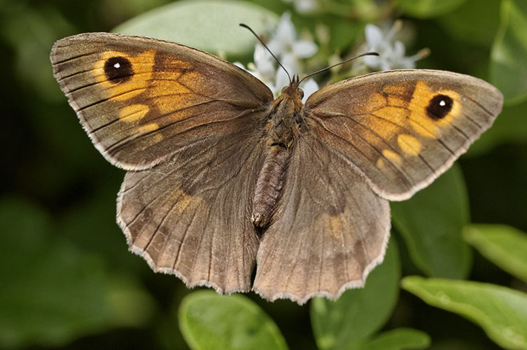 A dusky brown butterfly with a light orange patch near the outer corners of the forewings. These each feature a black spot with a single white dot just off-centre. 