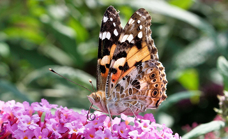 A painted lady butterfly with its proboscis unfurled to feed from a flower