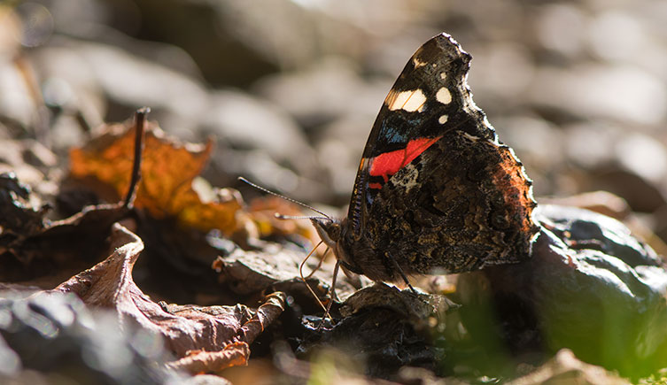 A red admiral butterfly on the ground among autumnal leaves, feeding on rotting plums