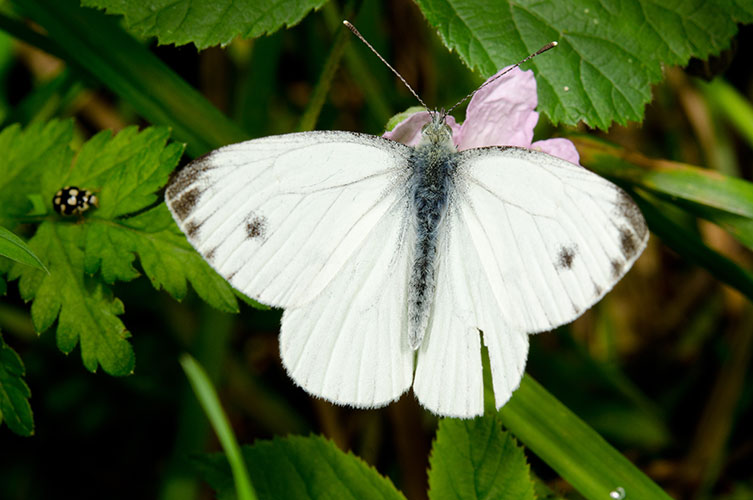 A mostly white butterfly with a blue-grey body and a fuzzy, grey-brown dot in the centre of each forewing. 