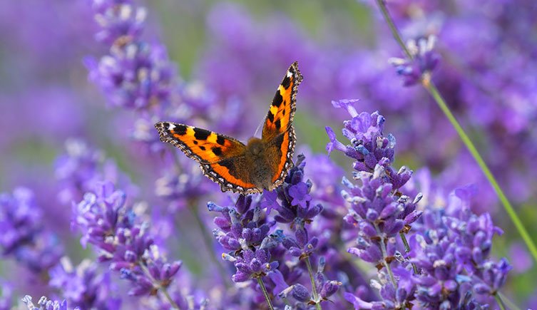 A colourful butterfly perched on purple lavender