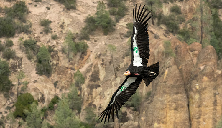 A California condor flying through the Pinnacles National Park. It has green identification tags attached to its wings, identifying it as a '700' bird.